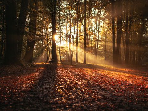 Herbstwald zur Tag und Nachtgleiche