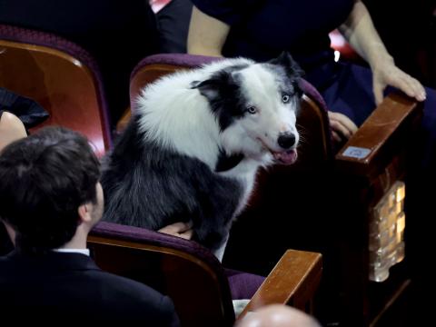 Hund Messi sitzt bei den Oscars 2024
