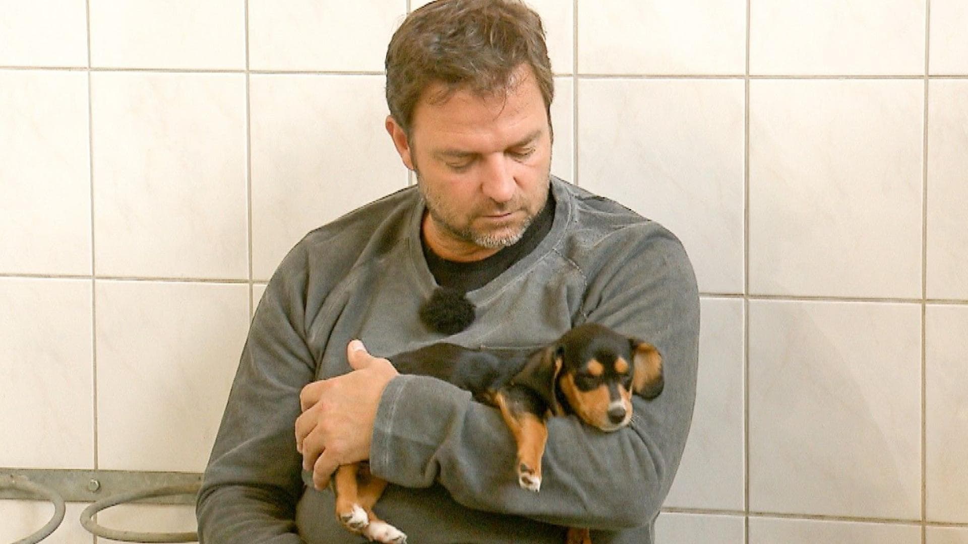 große hundebetten FROSAL Hundekissen XL – Weiches, rutschfestes Hundebett für alle Hunde main image 0