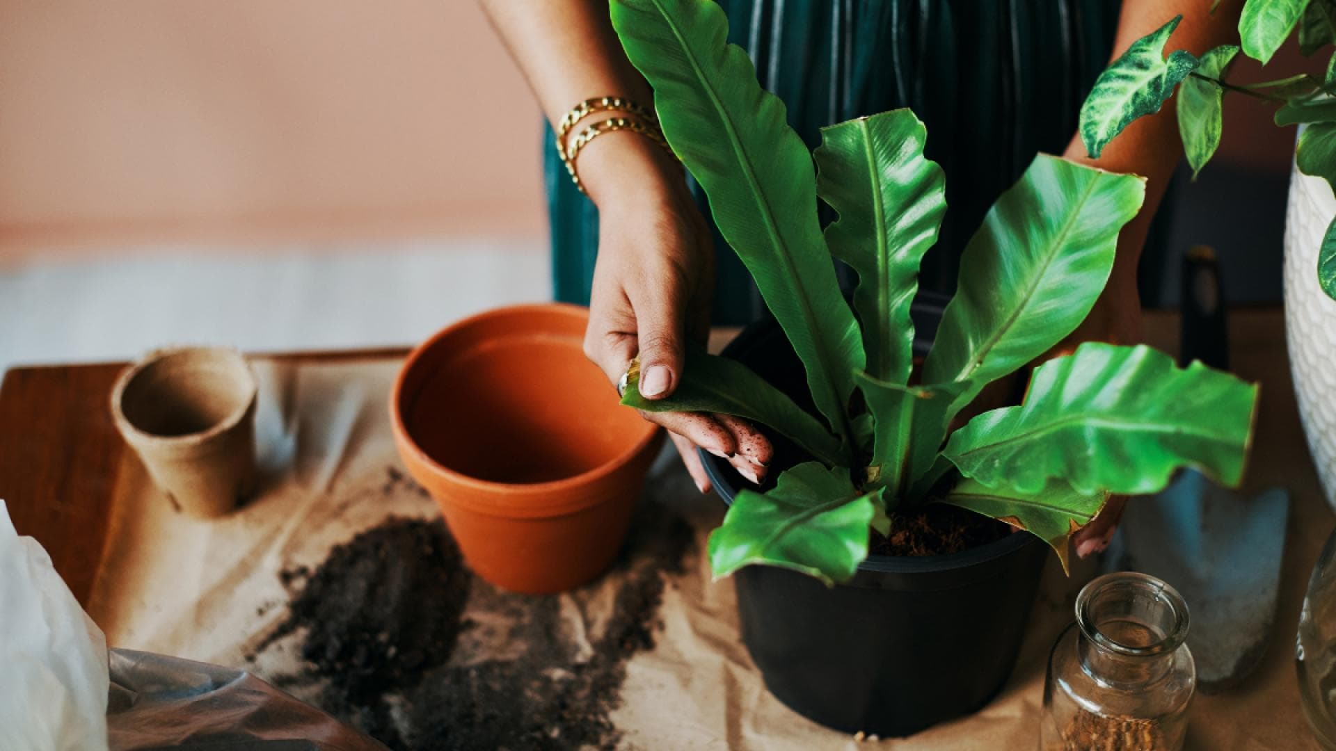Schritt-fu-r-Schritt-zum-Pflanzenglu-ck-Die-besten-Tipps-f-rs-Umtopfen