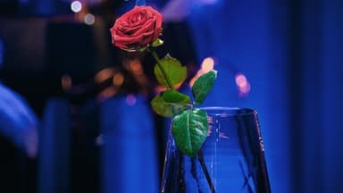 Rose im Glas bei "Der Bachelor"