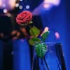 Rose im Glas bei "Der Bachelor"