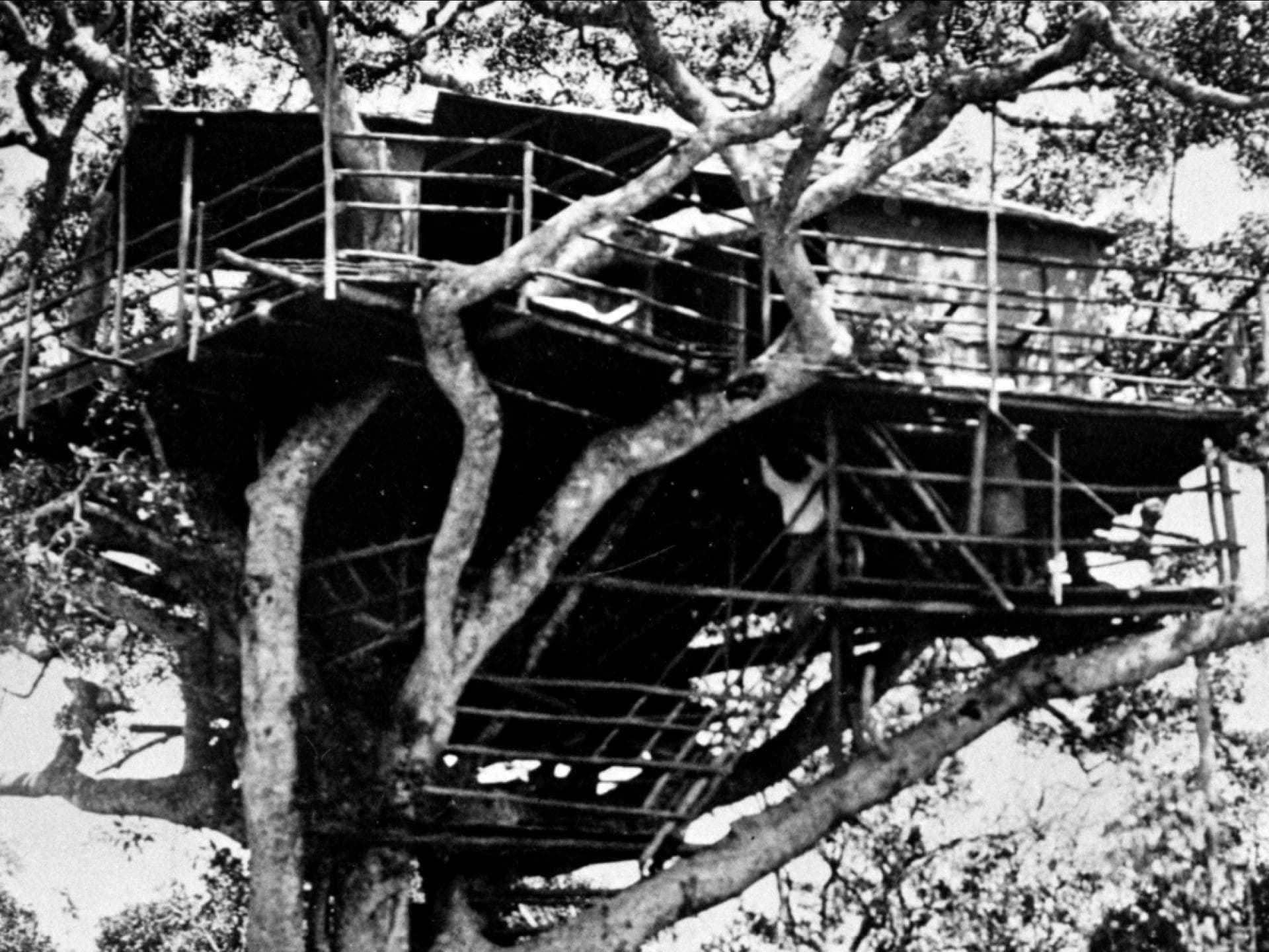 Treetops Lodge in Kenia. 