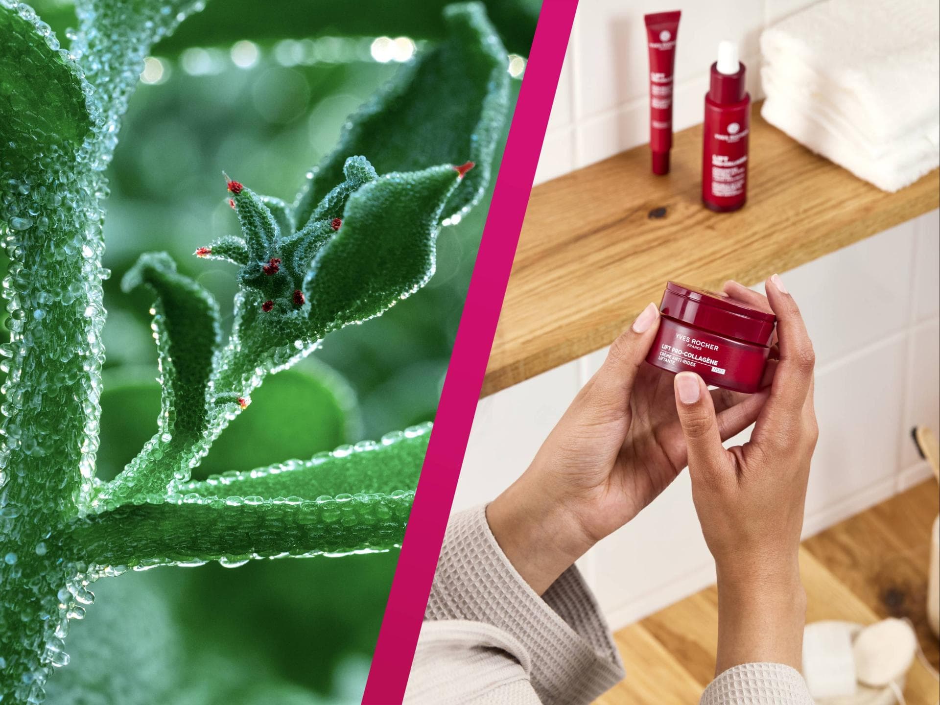 Eiskraut reduziert Falten Eiskraut und passende Produkte von Yves Rocher