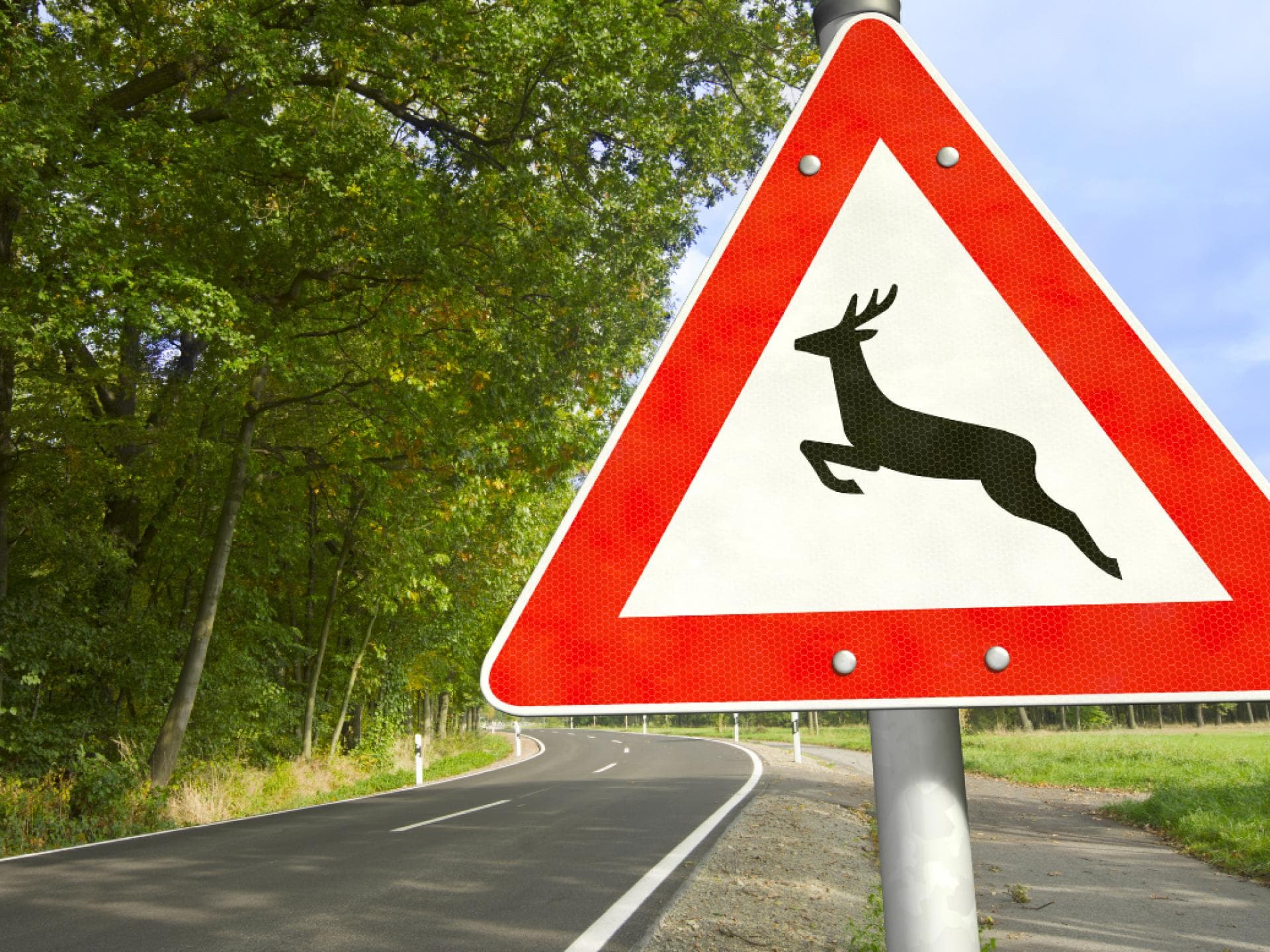 Wildunfall Tipps Warnschild für Wildwechsel