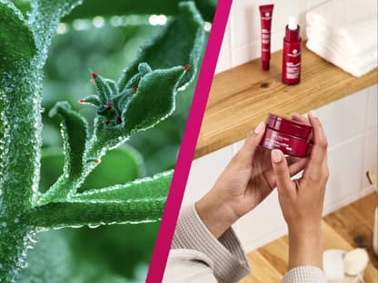 Eiskraut reduziert Falten Eiskraut und passende Produkte von Yves Rocher