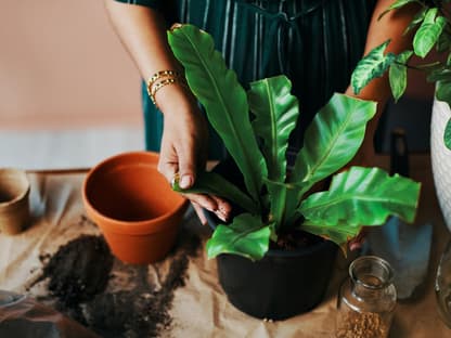 Tipps zum Umpflanzen Umtopfen von Pflanzen