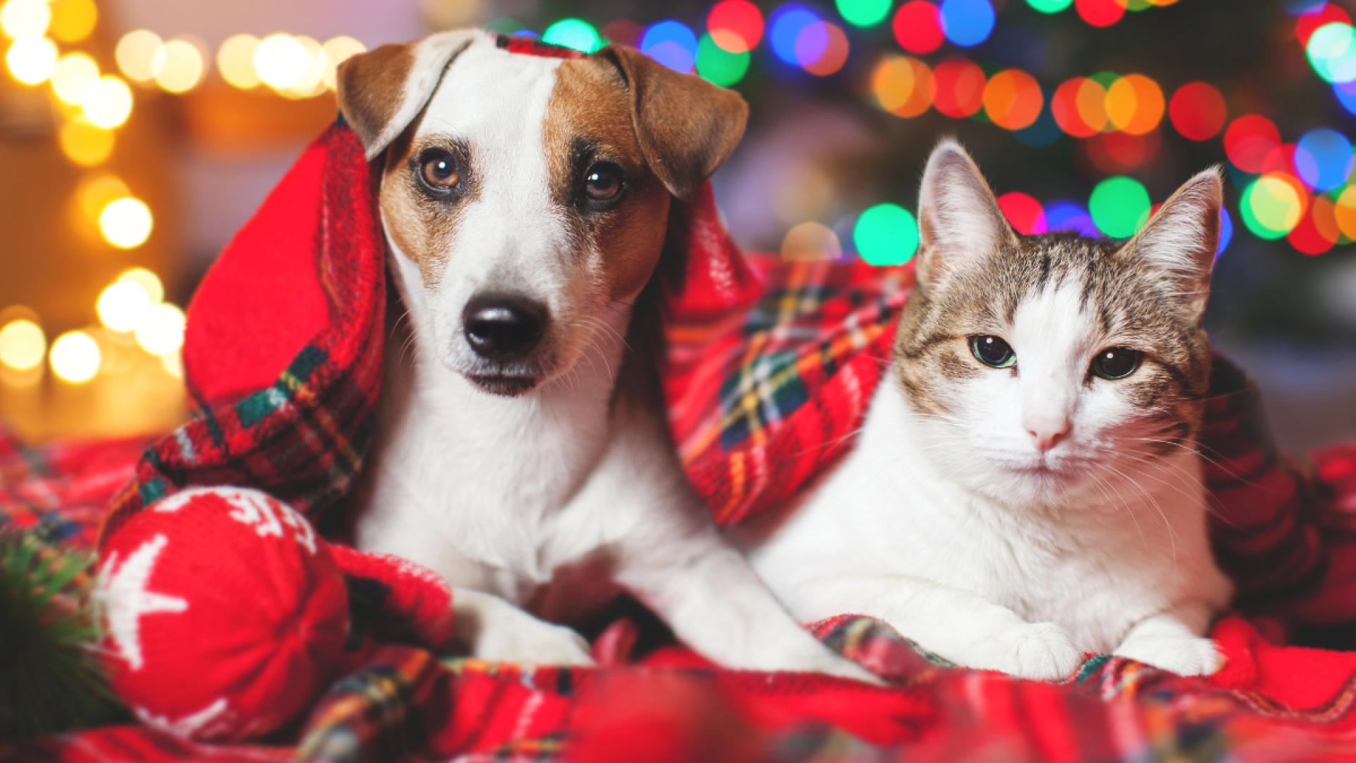 Weihnachtsgeschenke-f-r-Tiere-S-e-berraschungen-f-r-Hunde-Katzen-und-Co-
