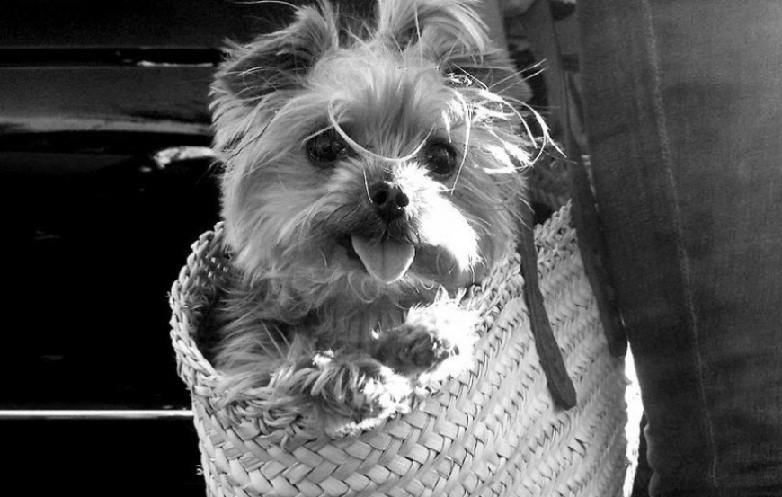 johnny depp omg was machte er mit ambers hund