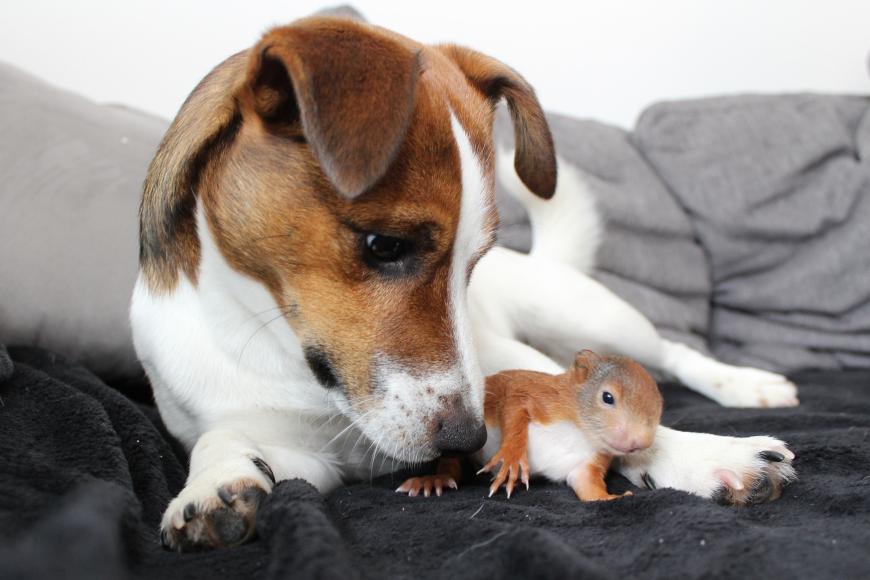 Susse Freundschaft Hund Killer Rettet Eichhornchen Baby Ok Magazin