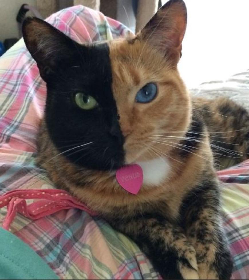 Halb Tiger Halb Panther Schwarz Gelbe Katze Venus Ist Ein