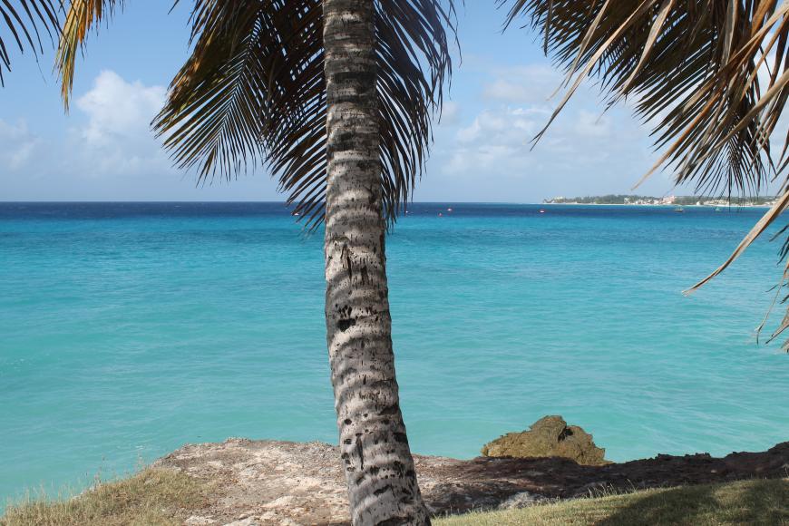 Palmen, Palmen, Palmen und türkisblaues Meer... ein unbezahlbarer Blick