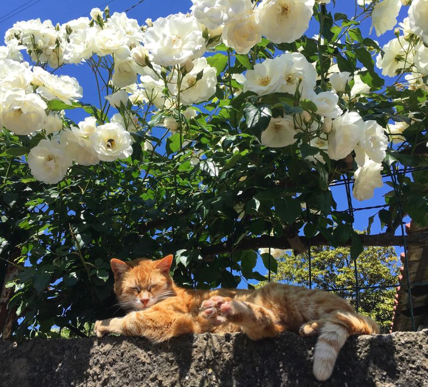 Wäre ich eine Katze, würde ich auch auf Capri leben wollen. Schaut mal, wie süß sie in der Sonne chillt.