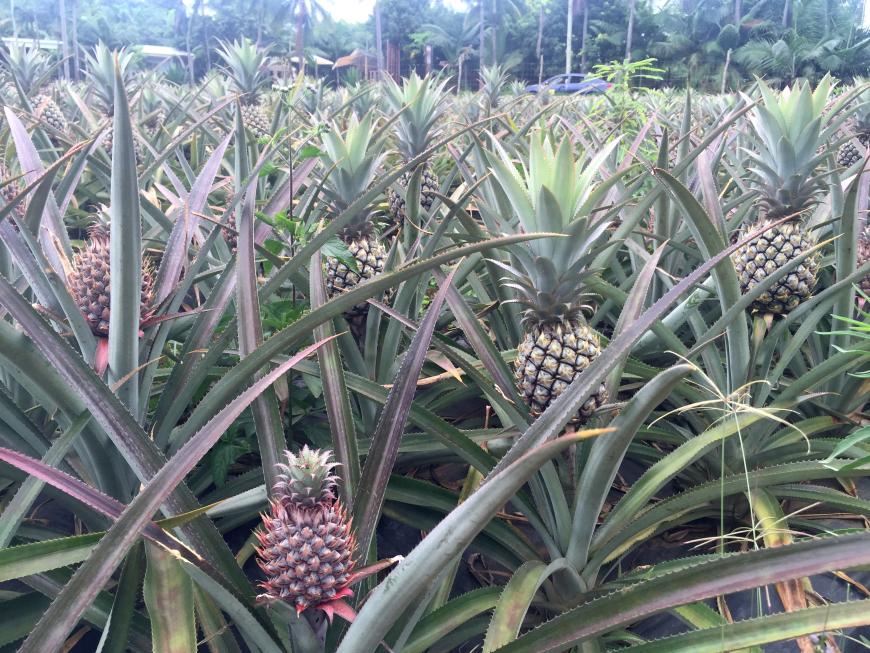 Am liebsten hätte ich eine mitgehen lassen! Noch nie zuvor habe ich eine Ananas-Plantage gesehen!
