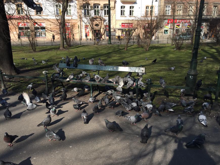 Tauben und kleine Parks gibt's in Krakau nicht zu knapp!