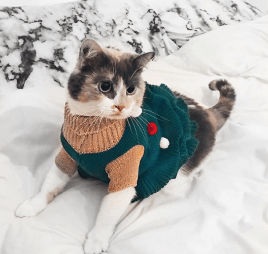 Katzen sind ja ziemlich eigenwillig, wohl auch in ihrer Kleiderwahl. Diese Mieze der Bloggerin Alicia Mechani sieht auf jeden Fall bezaubernd aus.