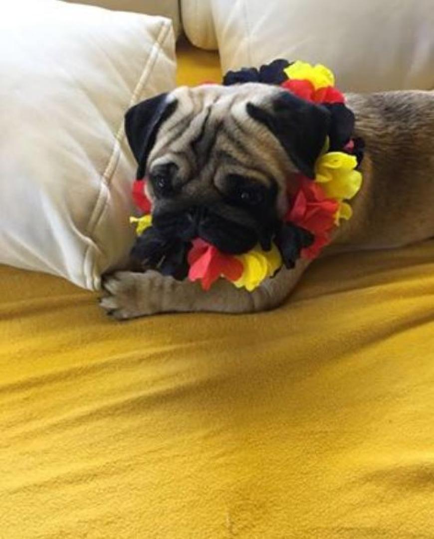 Aww! Selbst Kay Ones süßem Hündchen Rocky stehen die Deutschland-Farben hervorragend.