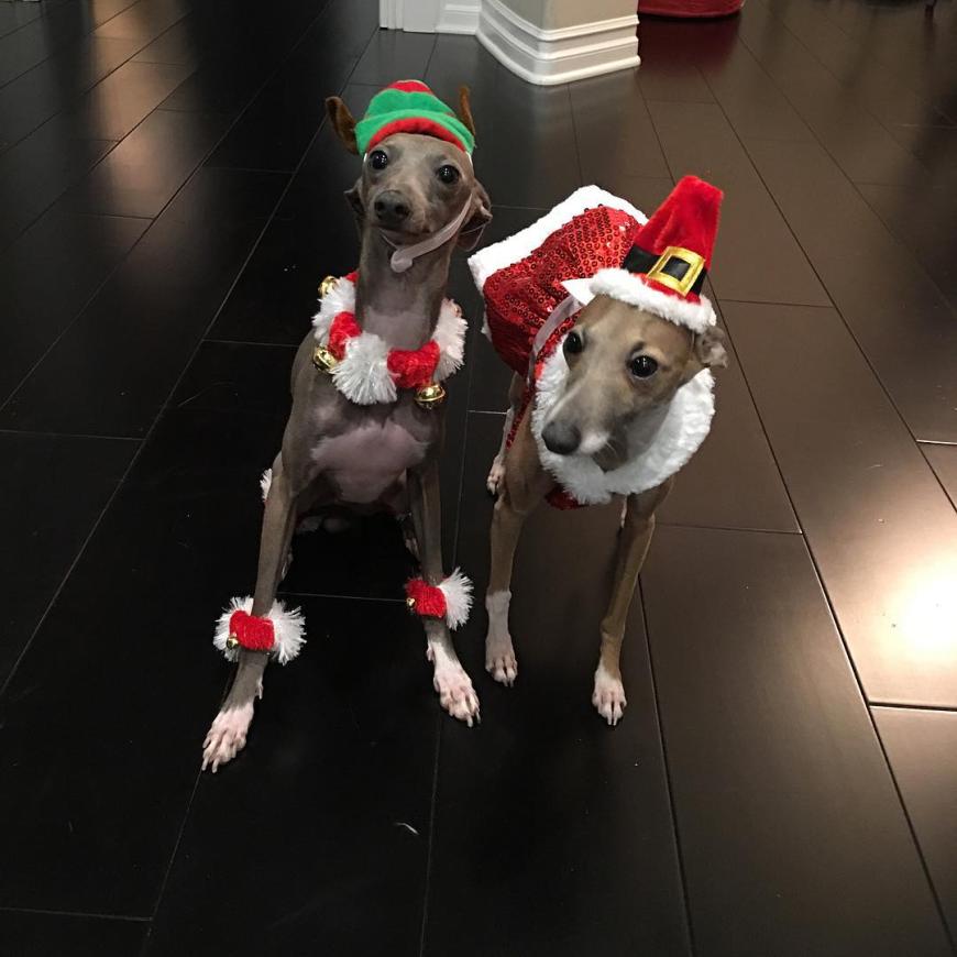 Kylie Jenner liebt verrückte Fashion - auch zu Weihnachten und auch bei ihren beiden Hunden ...
