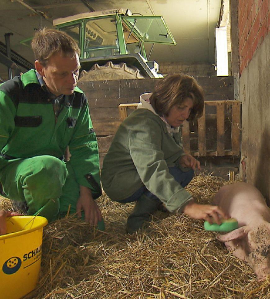 Schweinebauer Heinrich möchte weiterhin versuchen, dass Emine ihre Scheu gegenüber seinen Schweinen verliert. Gemeinsam mit der Hauswirtschafterin will er ein dreckiges Ferkel sauber machen. Emine überwindet ihre Angst und putzt das Schweinchen vorsichtig, bis es ganz sauber ist