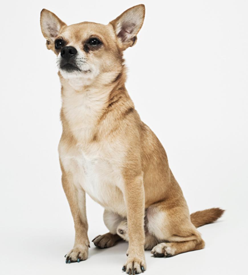 People-Redakteurin Meike ist auf den Hund gekommen: