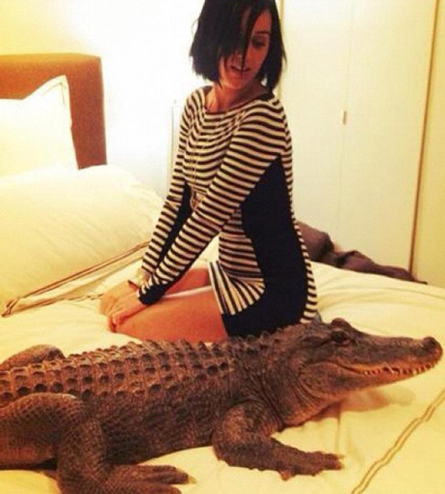On the wild side of life: Katy Perry mit einem Aligator auf Kuschelkurs