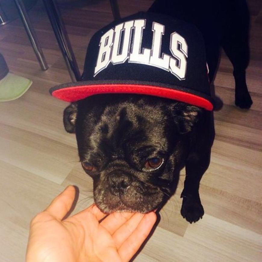 Die einzig wahre Liebe: Mops Balboa