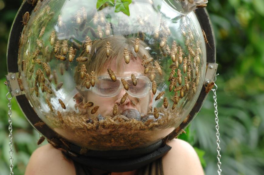 Jörn dagegen wird von Insekten heimgesucht.