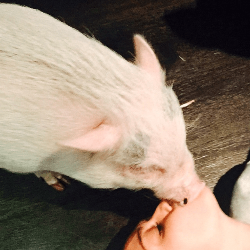 Lecker ist das nicht: Miley Cyrus kommt ihrem Schweinchen sehr nah.