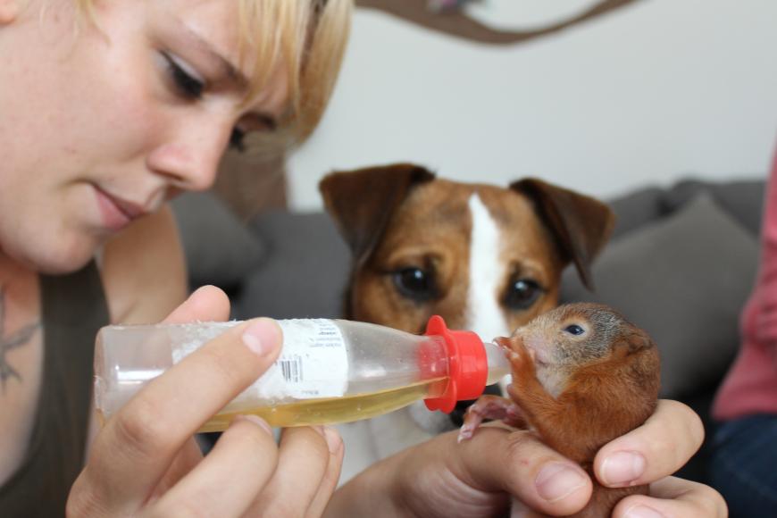Doch bald werden "Killer" und Süße Freundschaft Hund "Killer