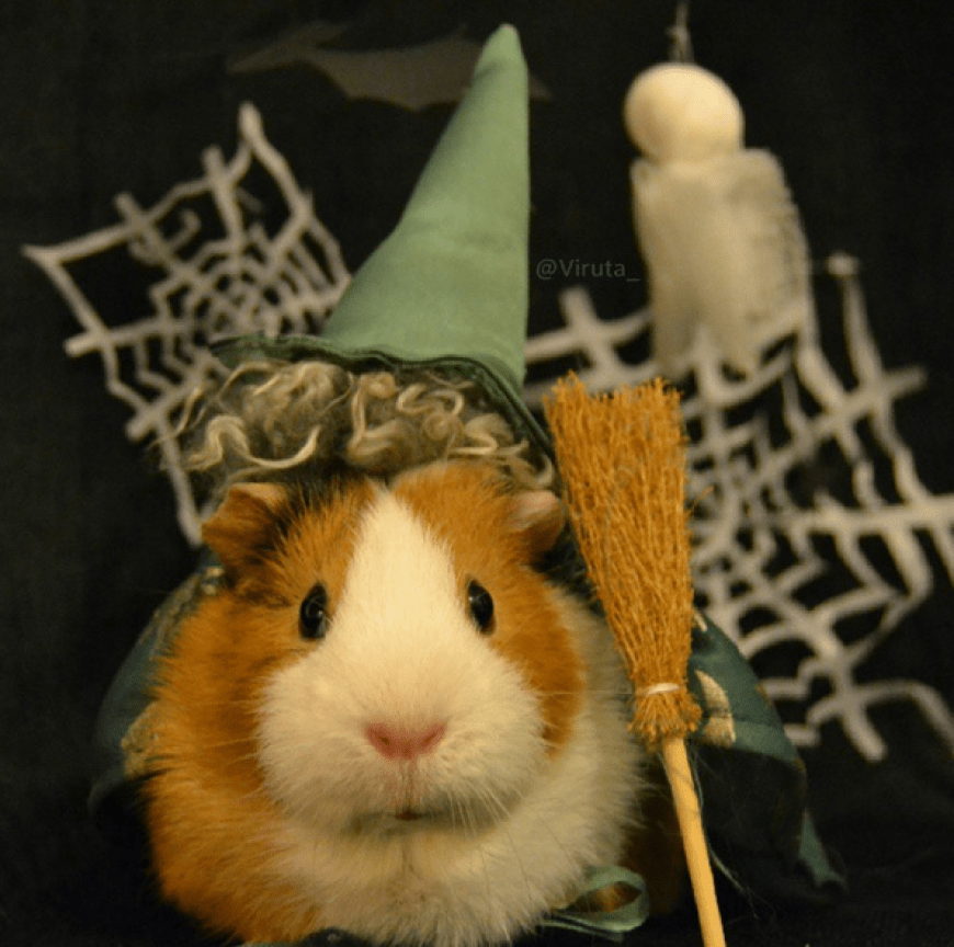 Perfekt in Szene gesetzt: Dieses Meerschweinchen hat alles, was zur Halloween-Hexe dazugehört - sogar den Besen.