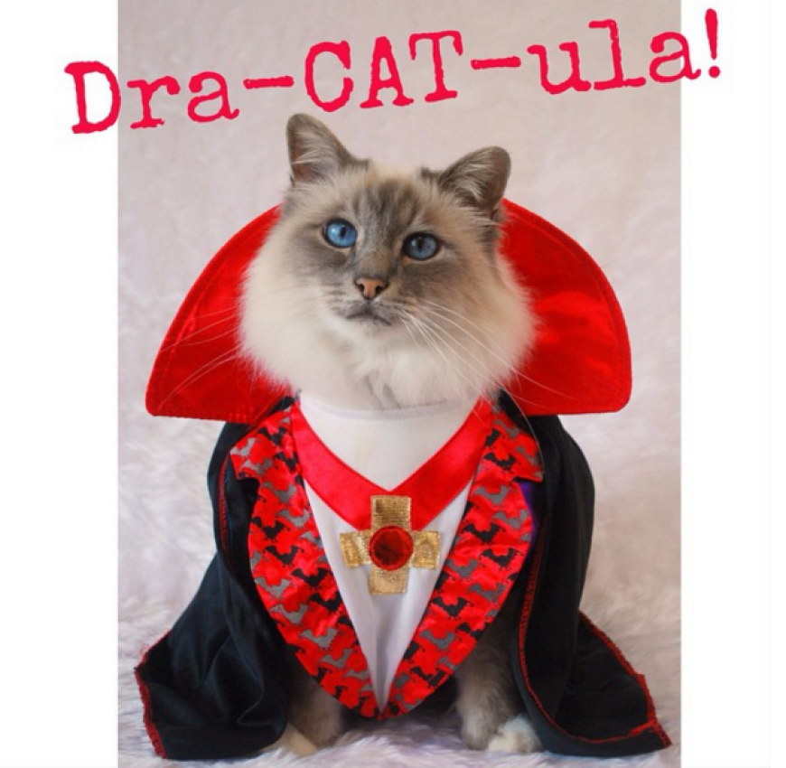 Dra-CAT-ula: Diese Mieze gibt den berühmtesten Vampir der Literaturgeschichte.