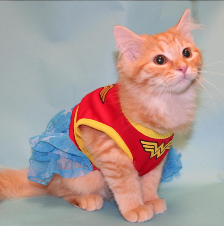 Passenderweise heißt diese Katze