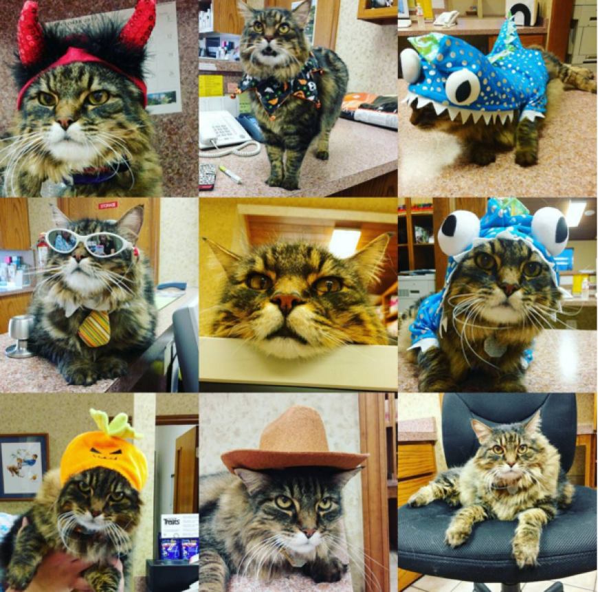 Da hat aber mal jemand ein ziemliches Pensum beim Verkleiden absolviert: Krankenhaus-Kater Simon guckt mit Cowboy-Hut, Teufels-Hörnern und Co. herrlich gangstermäßig aus der Wäsche.