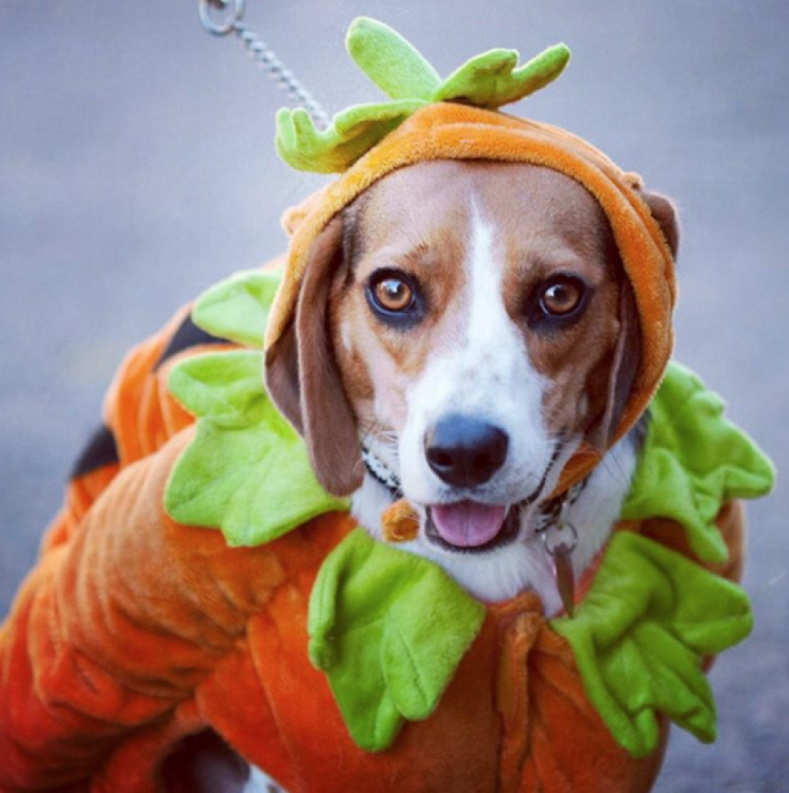 Einer unserer Lieblings-Vierbeiner im Halloween-Kostüm: Dieser Hund geht offenbar als Möhre.