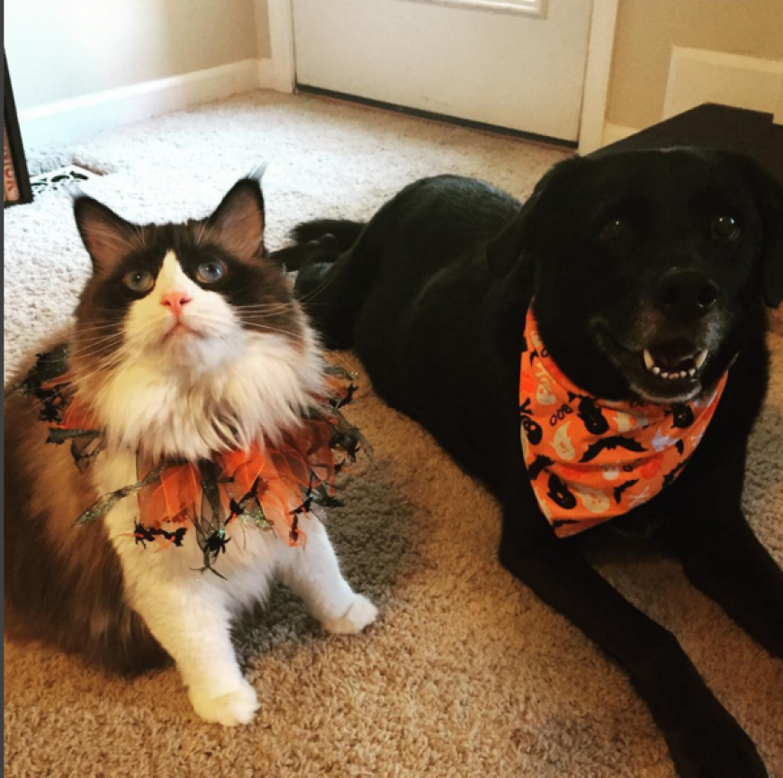 Wann gibt's Leckerlis? Diese Katze und dieser Hund sind Halloween-technisch perfekt aufeinander abgestimmt.