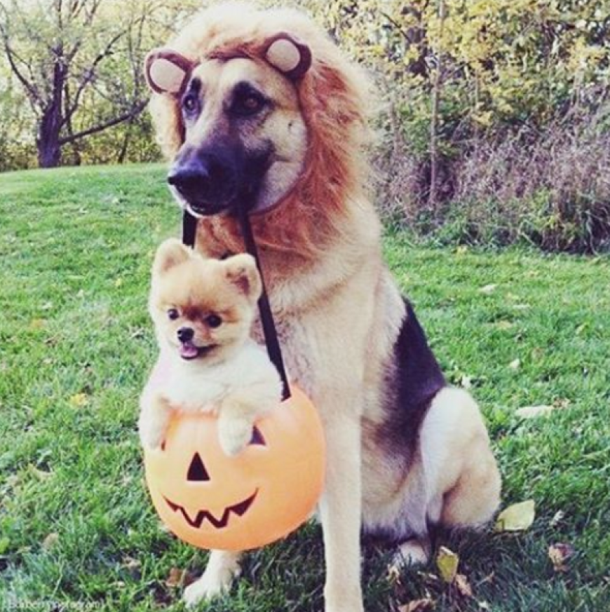 Awww! In Sachen Niedlichkeit ganz weit vorn sind diese beiden Instagram-Stars.