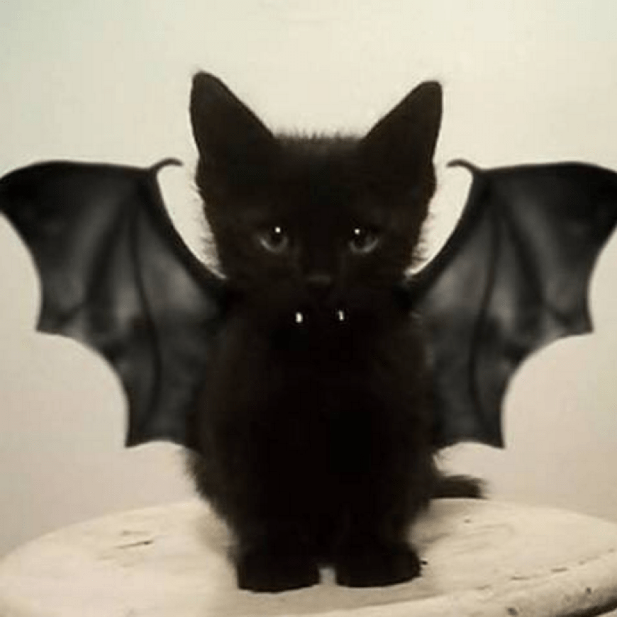 Bereits ein Klassiker unter den Halloween-Tieren: Diesem kleinen Kätzchen mit Vampirzähnen könnte man keinen Wunsch abschlagen.