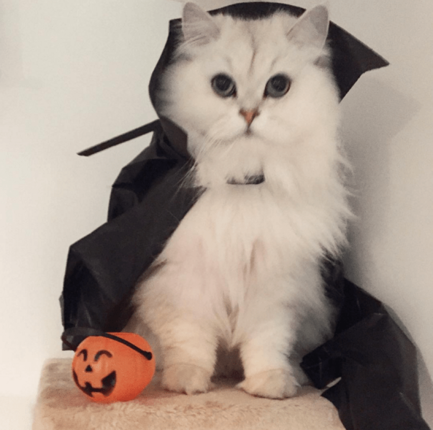 Vampir-Kater