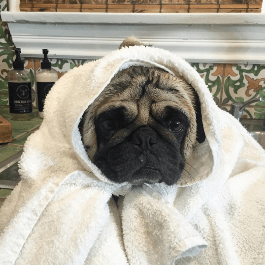 Mandy Capristo macht ihren Mops Don Capone schon mal fit für den Winter und hat ihr süßes Haustier in ein Handtuch eingekuschelt.