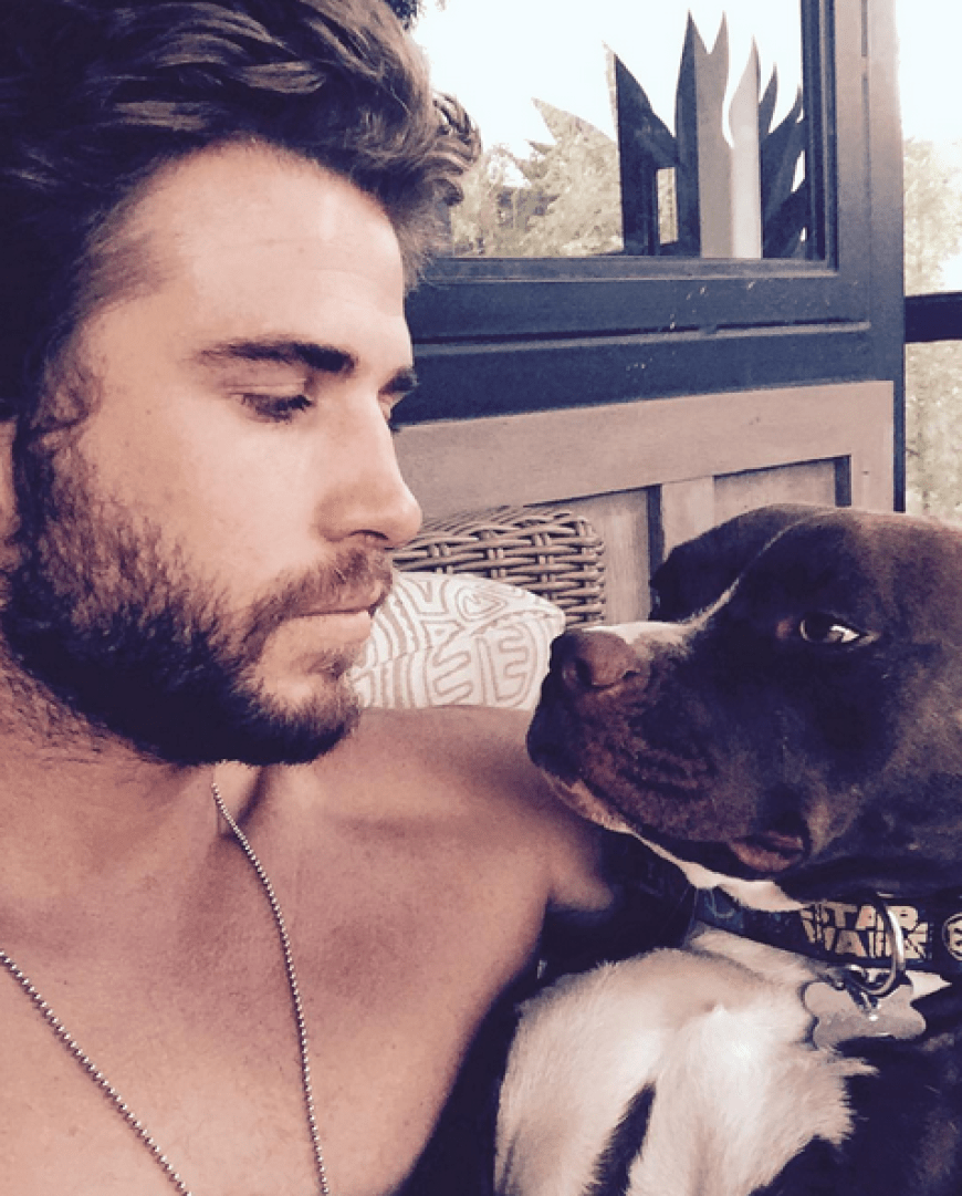 Wahre Liebe - Liam Hemsworth hat nur Augen für Hündchen Ziggy.