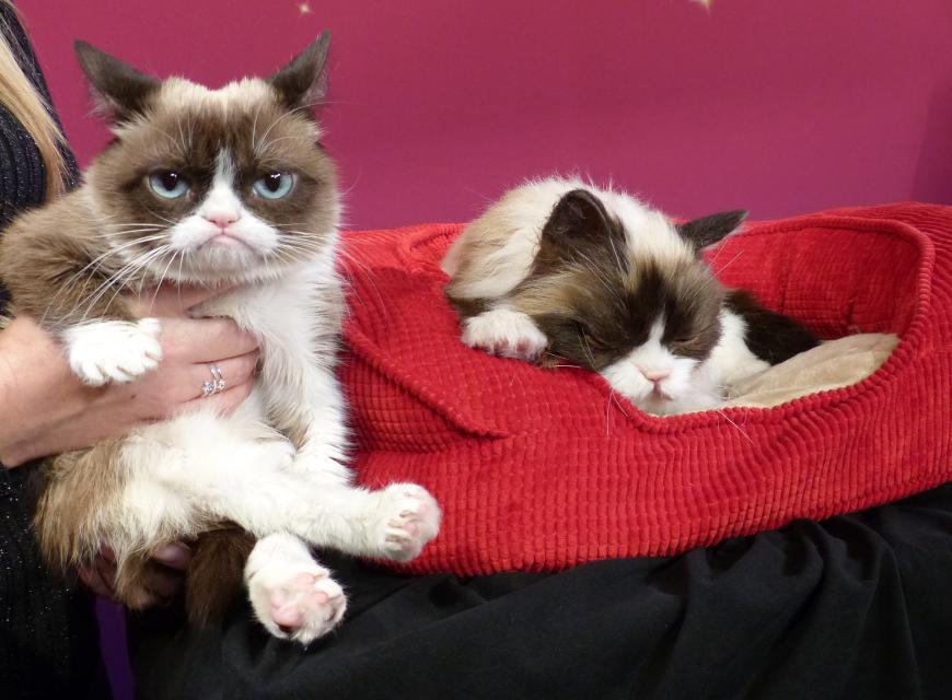 Kult-Katze Grumpy Cat (l.) scheint nicht sonderlich begeistert von ihrem neuen Doppelgänger aus Wachs (r.) zu sein.