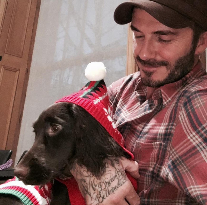 David Beckham verkleidet seinen Hund Olive.