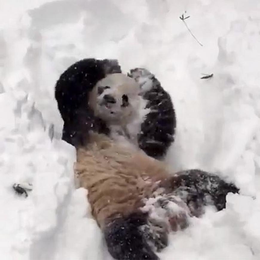 Panda Tian Tian freut sich über den Schneesturm im National-Tierpark in Washington.
