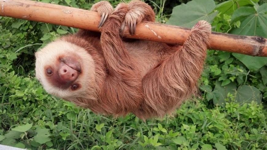 Nach einem kurzen Besuch beim Tierarzt konnte das Faultier noch am selben Tag die Natur zurückerobern.