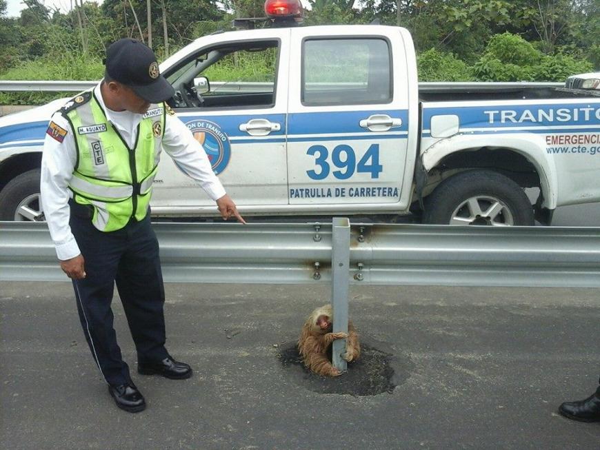 Awww! Zum Glück hat die Verkehrspolizei in Ecuador diesen kleinen Racker entdeckt.