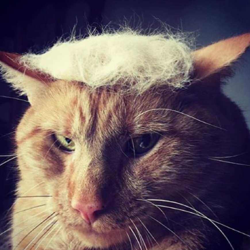 Neuer Instagram-Trend: Trump Your Cat