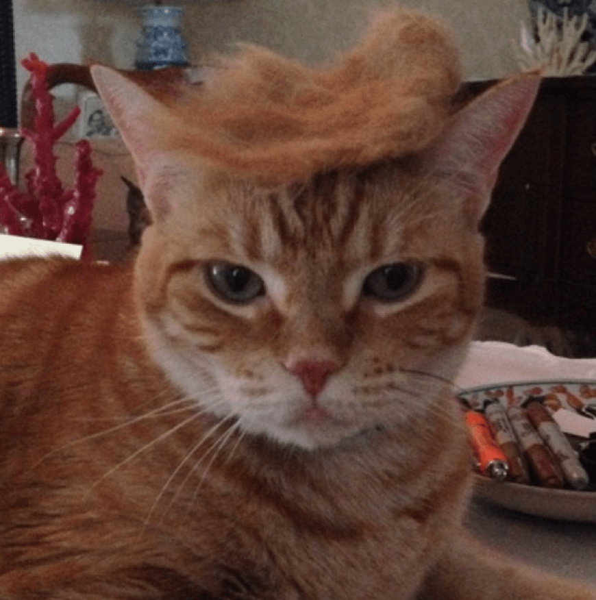 Mittlerweile finden sich knapp 13.000 Einträge für TrumpYourCat