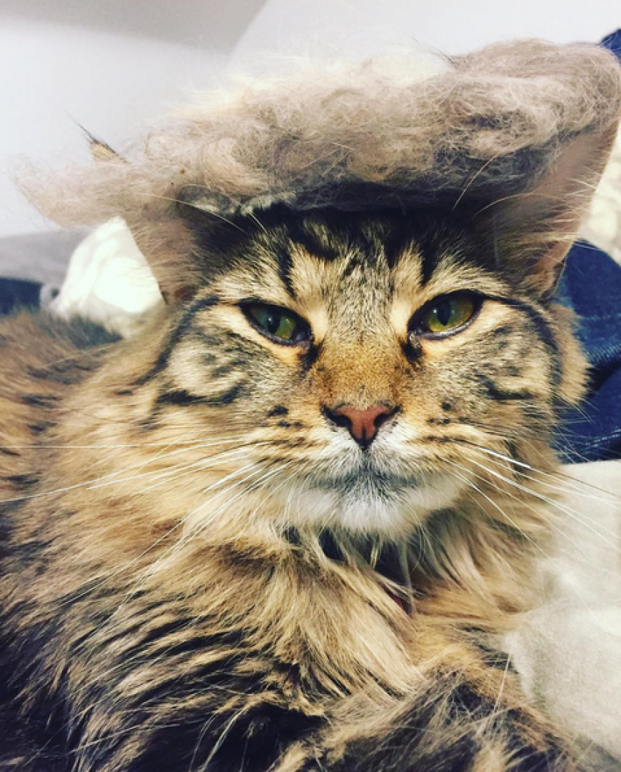 #TrumpYourCat - zum Schreien!