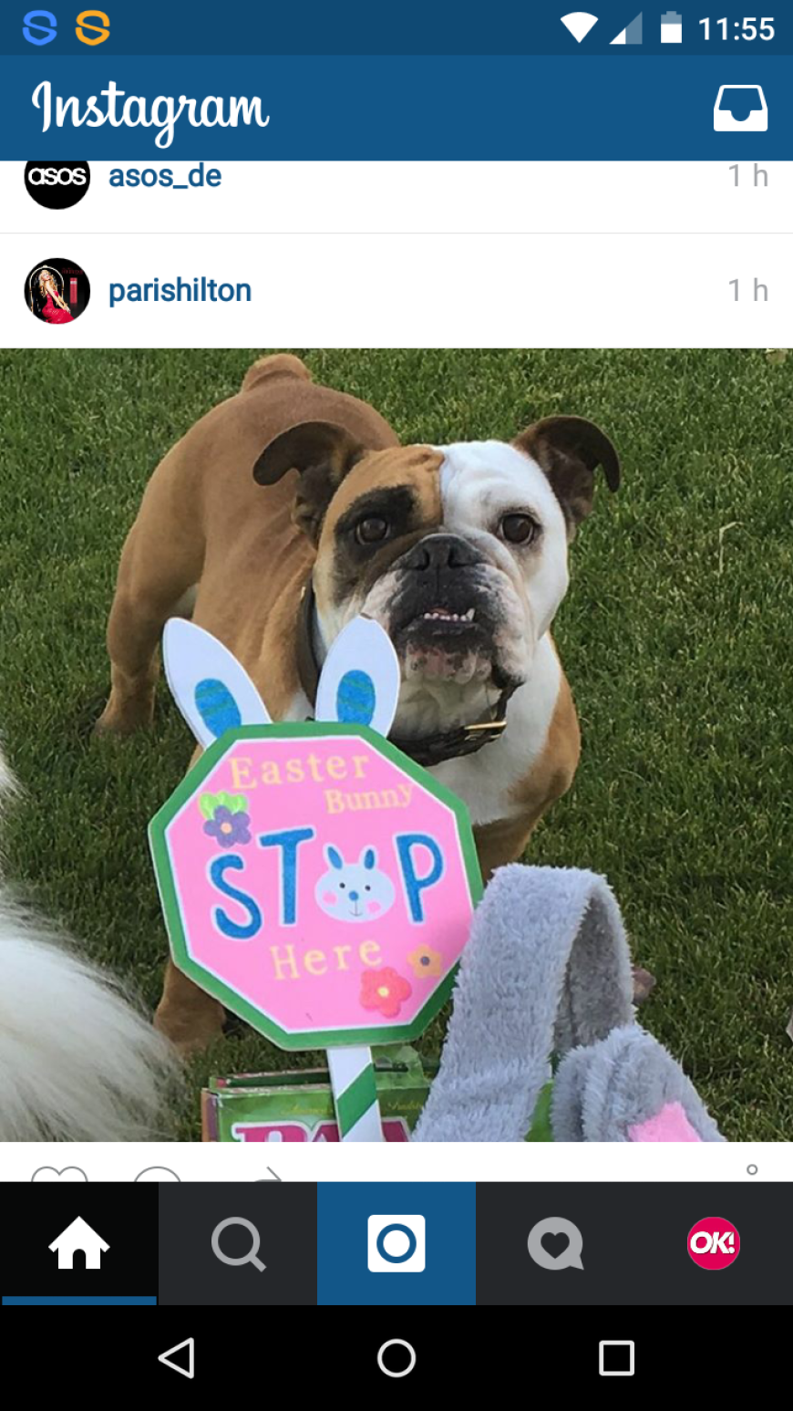 Auch Paris Hiltons Bulldogge ist im Osterfieber.