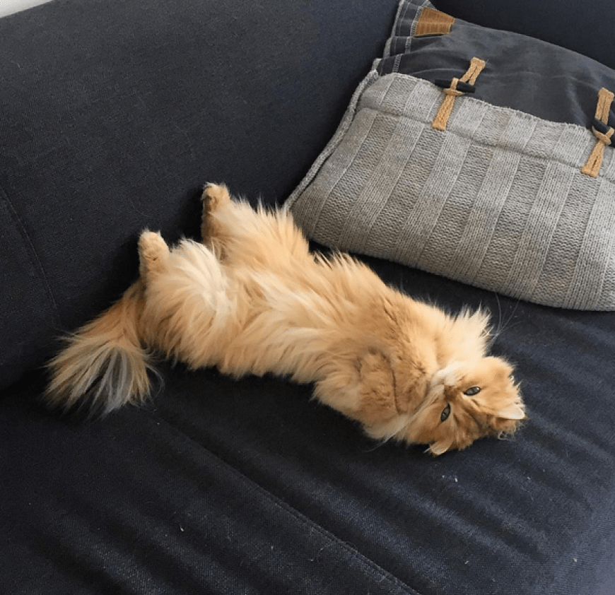 Der süßen Katze kann keiner widerstehen.